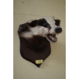 Taxidermy/ farming interest, a badger's head mounted on a softwood plaque.  Condition generally
