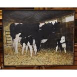 A collection of 20th Century large oils on canvas and board, mainly rural scenes, farm animals,
