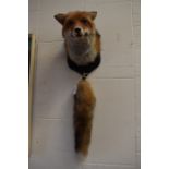 Taxidermy/ hunting interest, a fox head and  separate 'brush' (tail) mounted on a softwood hanging