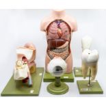 Adam Rouilly; a collection of human body part models, comprising an anatomical model of a torso,