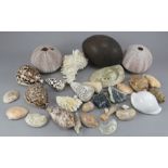 A collectors' lot of approximately seventy-seven sea shells and an emu egg. (27)  Condition: In good