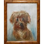 N Card, head and shoulders study of a terrier. oil on canvas, signed and dated '31 lower left 29 x