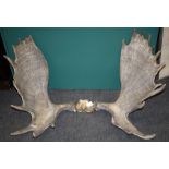 Moose (Alces alces), a large pair of adult antlers, joined by part skull. Maximum dimensions 120 x