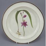 A late eighteenth century creamware hand-painted botanical plate, c.1795-1810. It is decorated