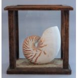 Natural History, a Nautilus shell, housed in pine