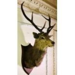 Taxidermy: An Edwardian stags head mounted on an o