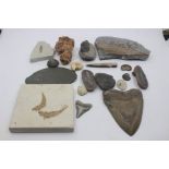 Paleontology - a collection of fossils, including a megalodon shark tooth, approx 14cm long;