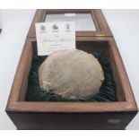 A dinosaur fossil egg, complete in glass display case, with card from Fortnum & Mason, from whom