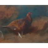 Archibald Thorburn (British, 1860-1935), Red Grouse, signed l.r., watercolour heightened with white,