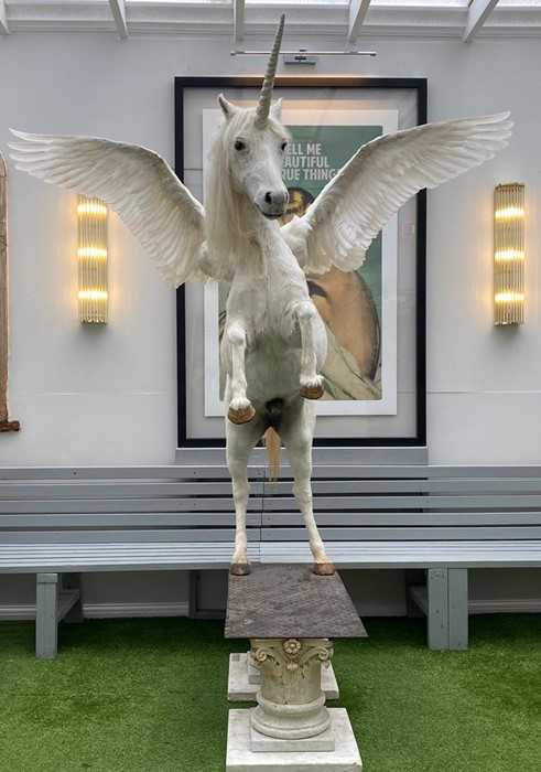 A magnificent one off/ unique modern taxidermy 'unicorn' with detachable swan feather wings, mounted