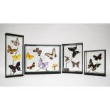 Set of four butterfly compositions under glass.Notably includes urania madagascariensis, papilios de