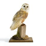 Taxidermy barn owl, Mounted on a wooden stand Height (cm) : 43 - - -