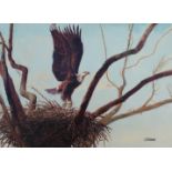 Shannon Stirnweis (B. 1931) "Bald Eagle"