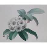 Zeng Xiaolian (B 1939) "Rhododendron Fictolacteum"