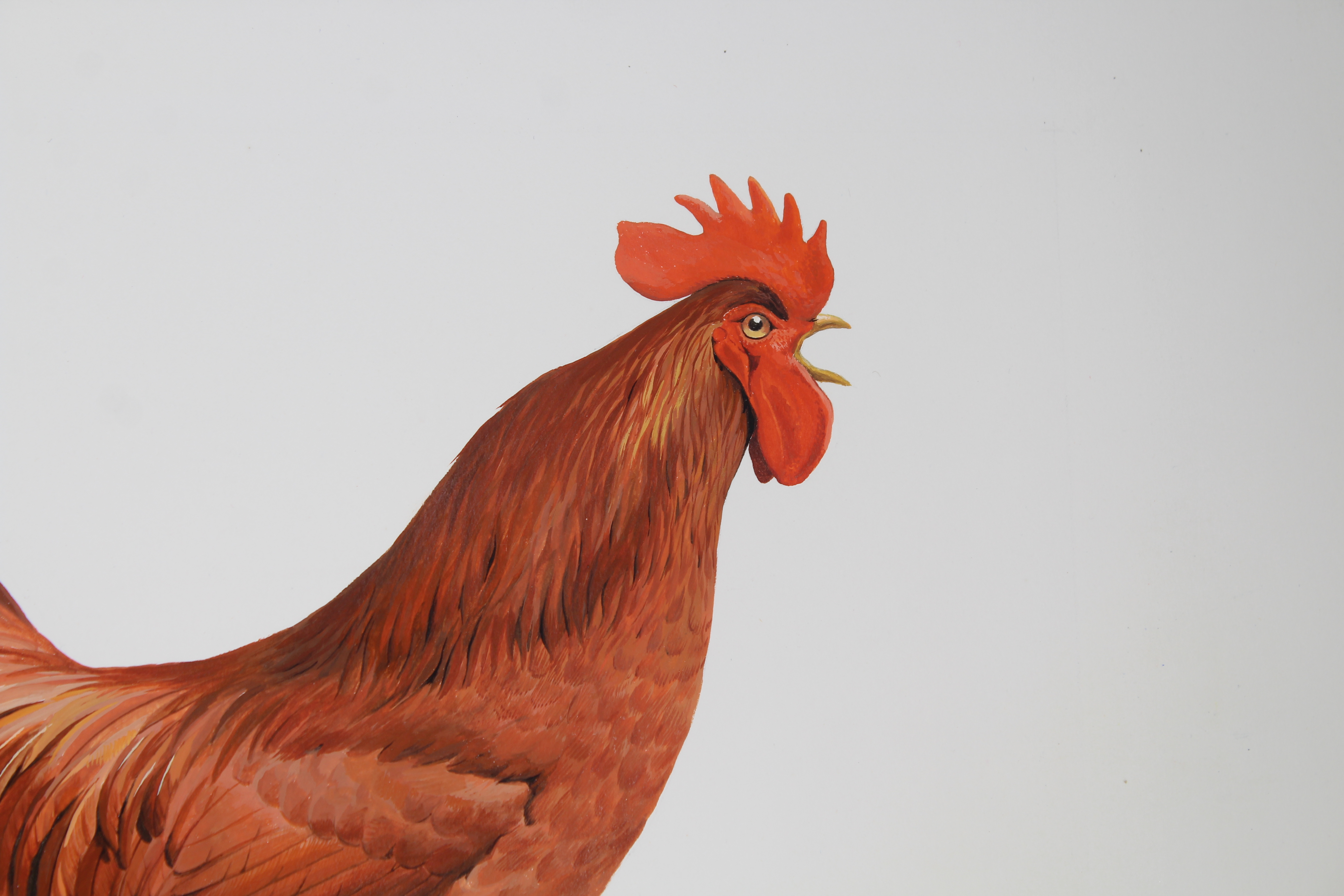 Arthur Singer (1917 - 1990) "Rhode Island Red" - Image 2 of 5