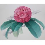 Zeng Xiaolian (B. 1939) "Rhododendron Giganteum"
