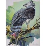 John Swatsley (B. 1937) "Harpy Eagle"