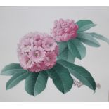 Zeng Xiaolian (B. 1939) "Rhododendron Rex"