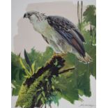 John Swatsley (American, B. 1937) "Philippine Eagle" Signed lower right. Original Oil painting on