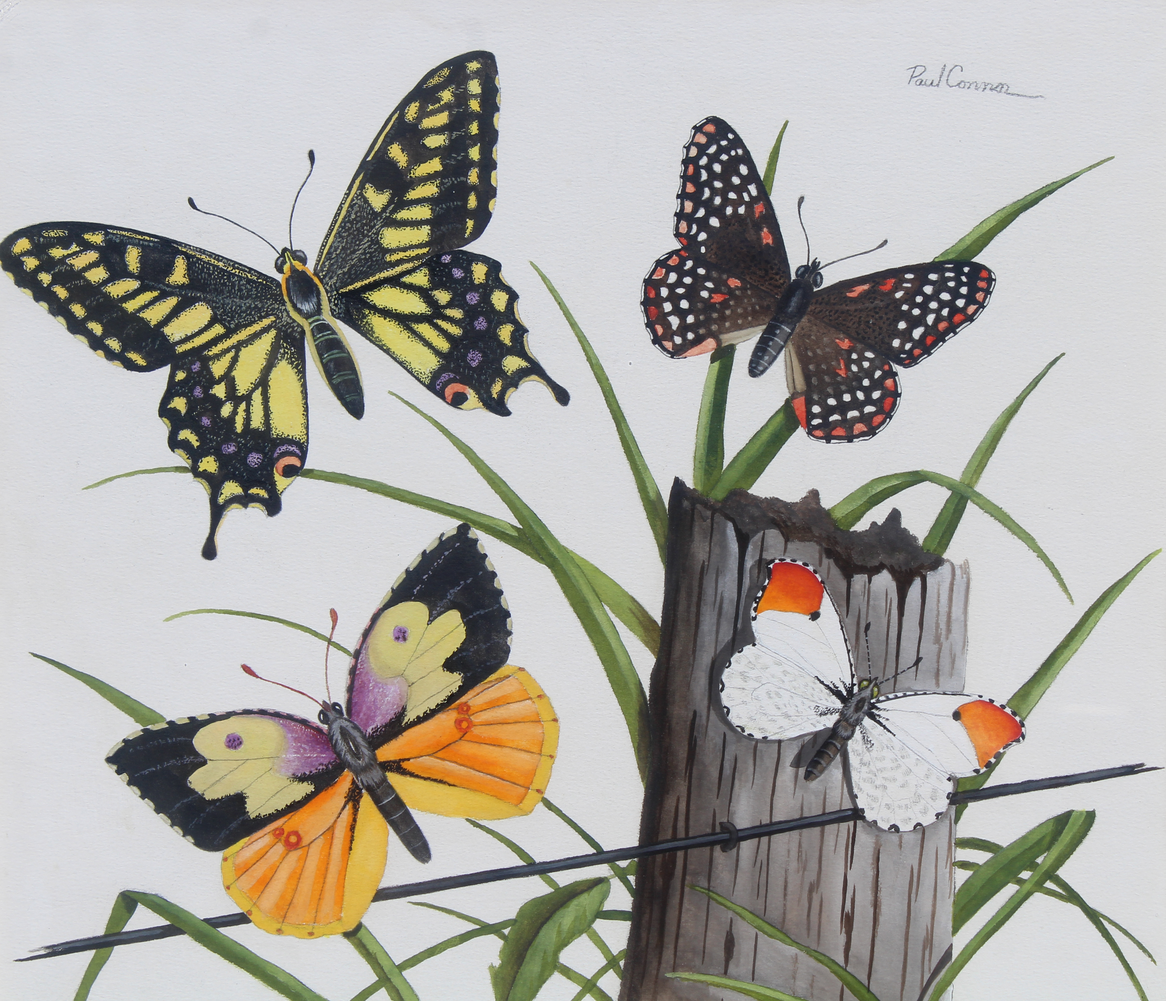 Paul Connor (20th C) "Butterflies" - Image 2 of 6