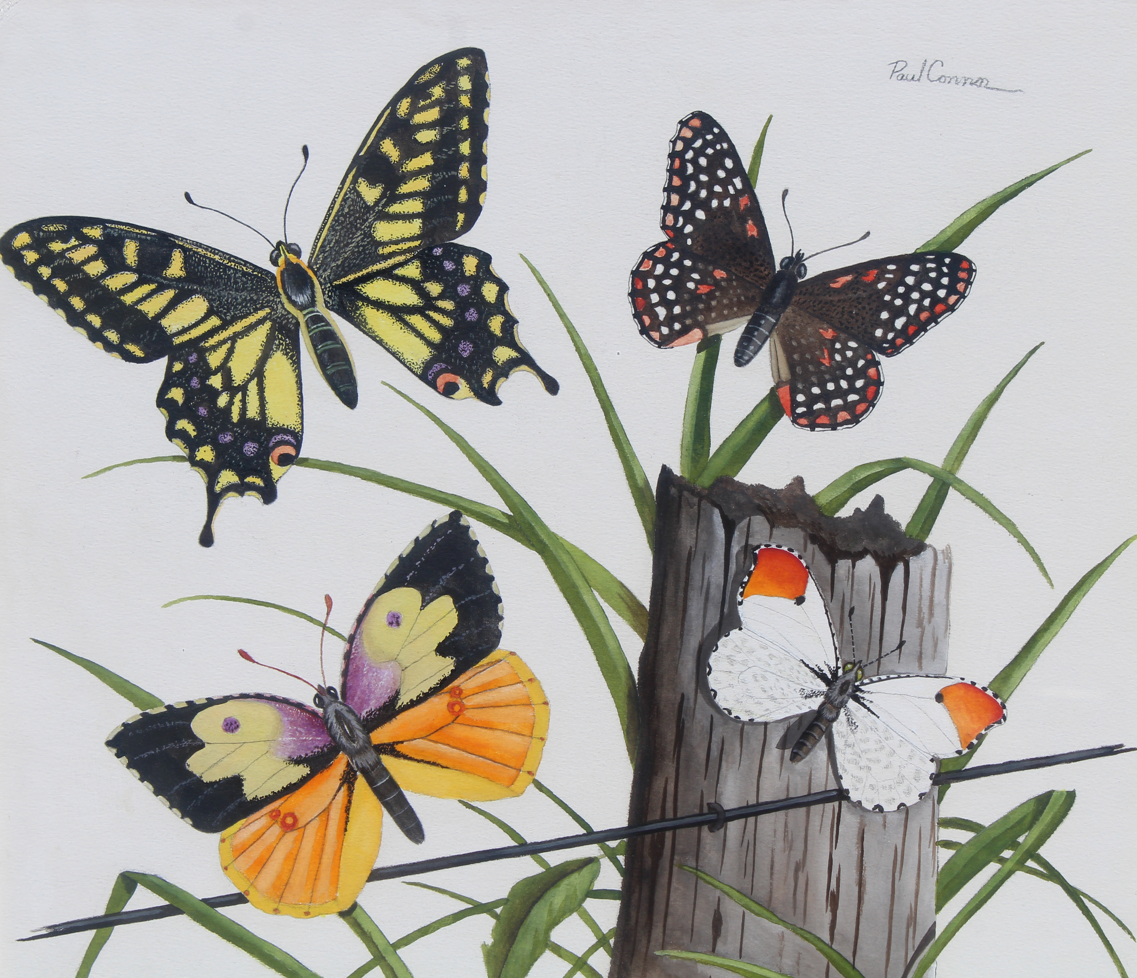 Paul Connor (20th C) "Butterflies" - Image 3 of 6
