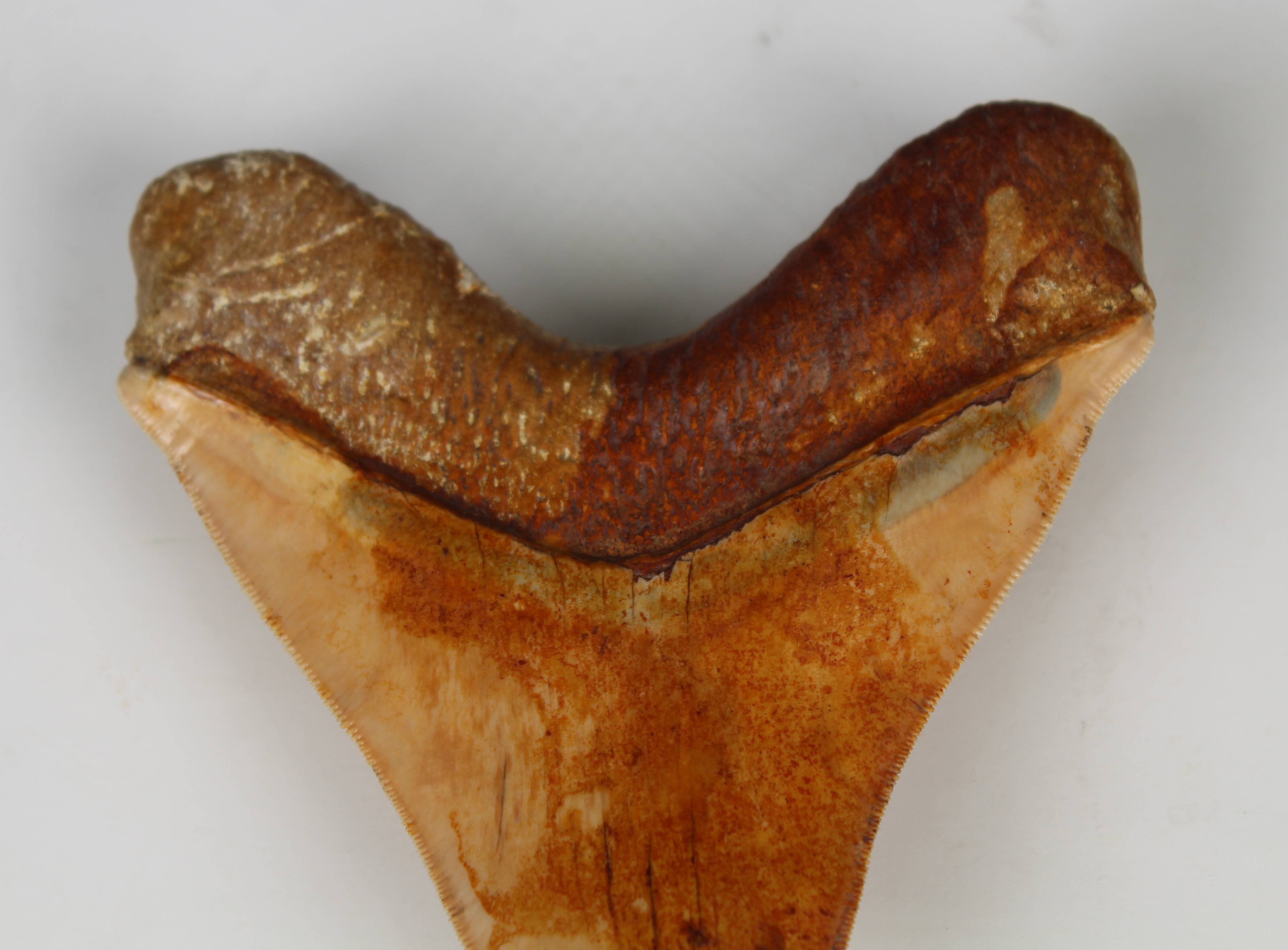 Megalodon Shark Tooth - Image 11 of 12