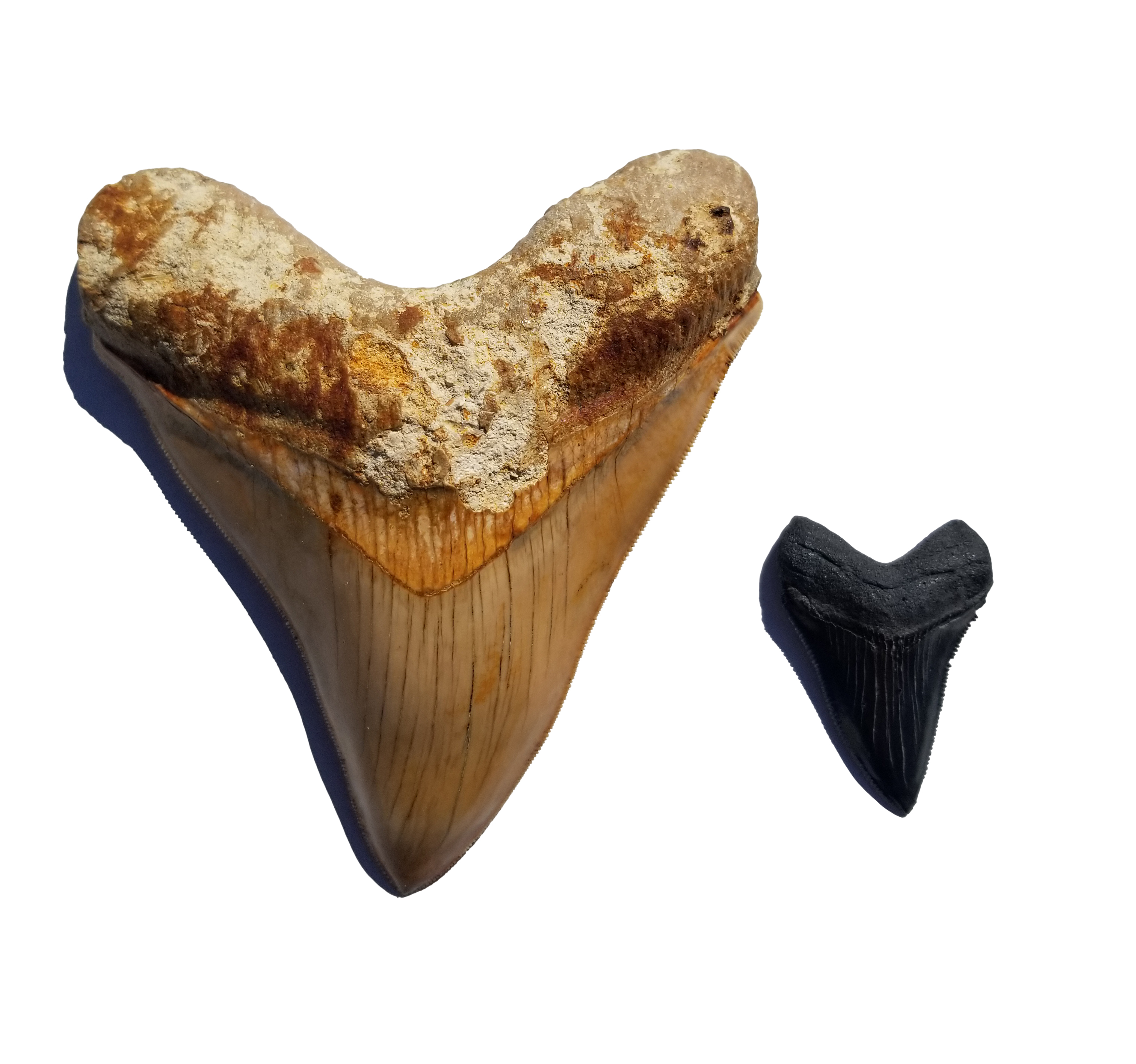 Megalodon Shark Tooth