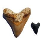 Megalodon Shark Tooth