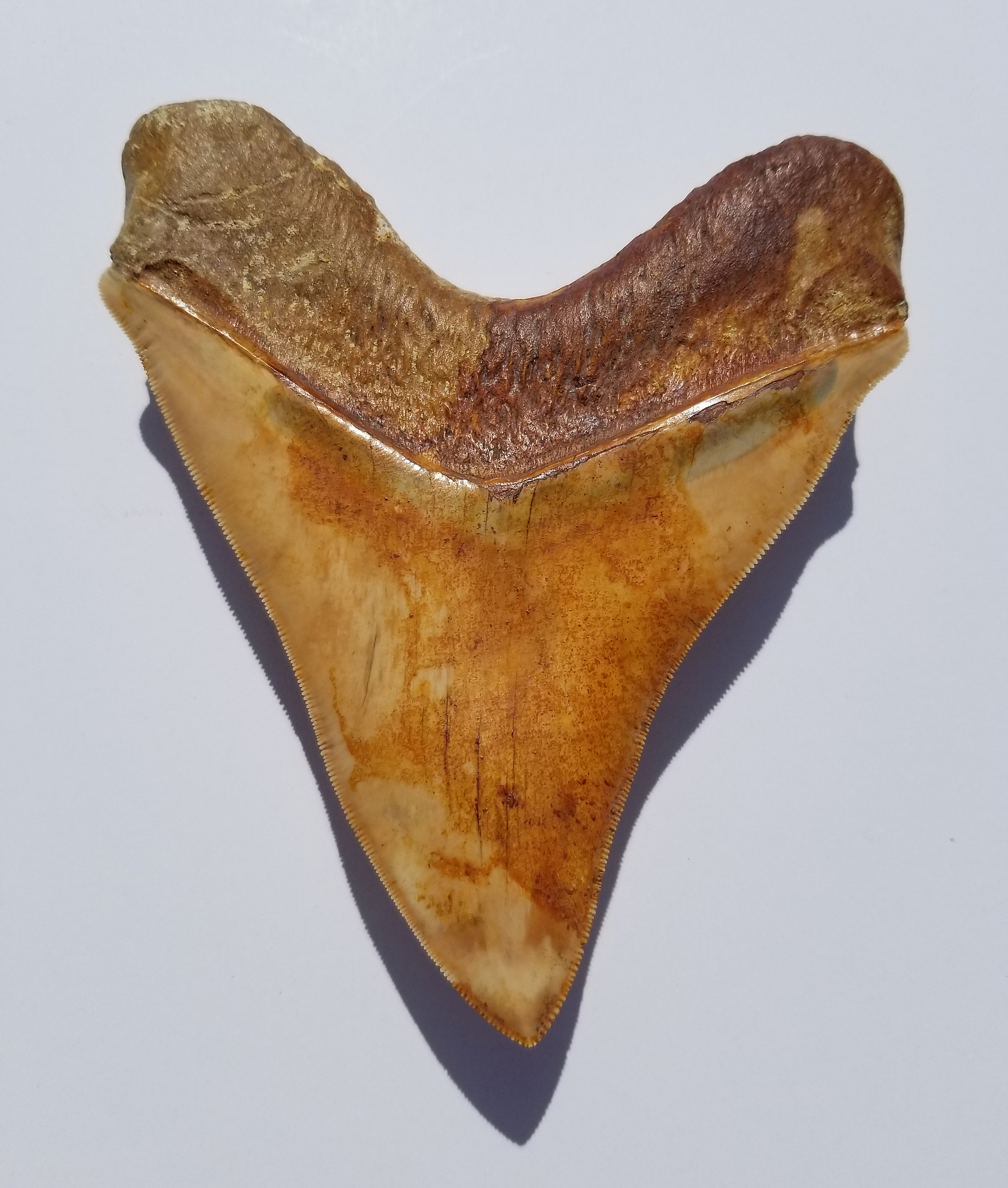 Megalodon Shark Tooth - Image 3 of 12