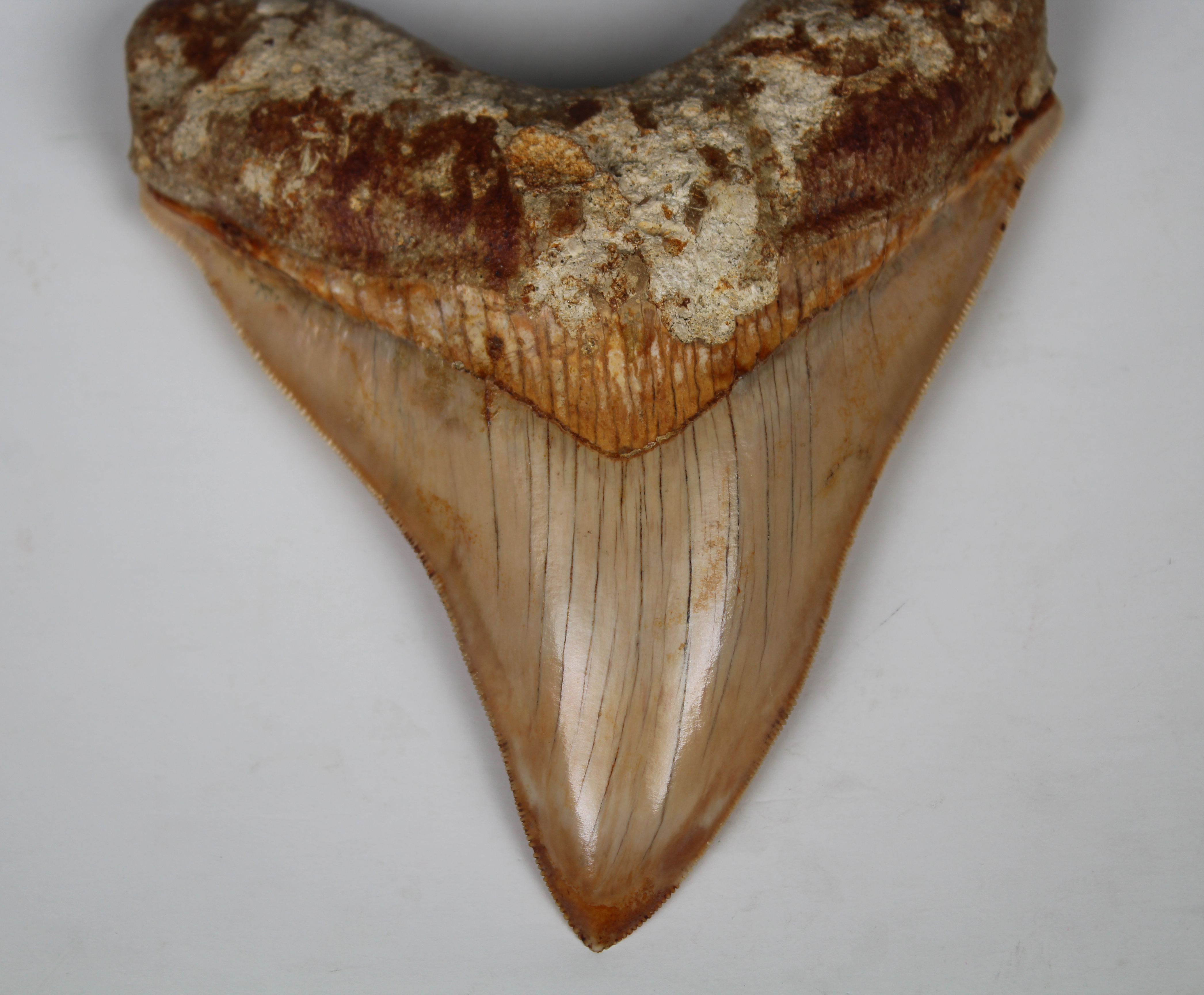 Megalodon Shark Tooth - Image 6 of 12