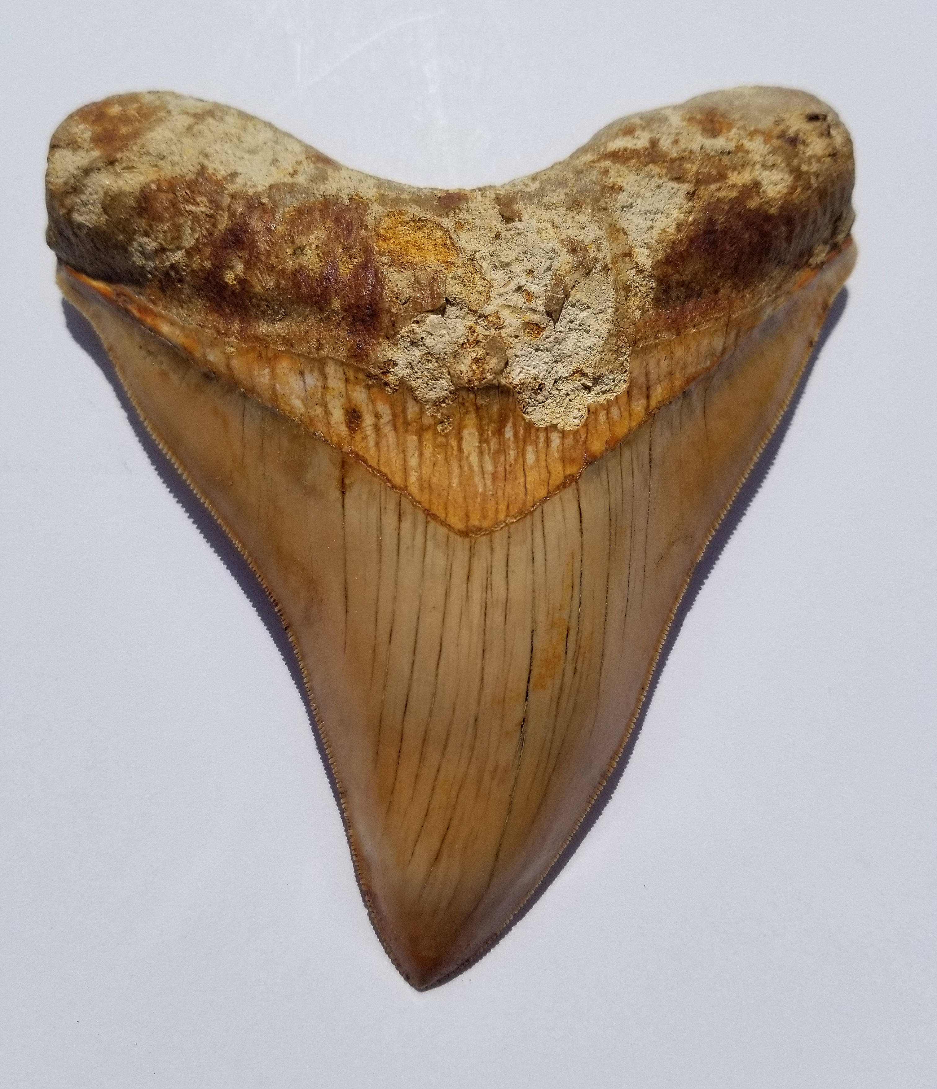 Megalodon Shark Tooth - Image 2 of 12