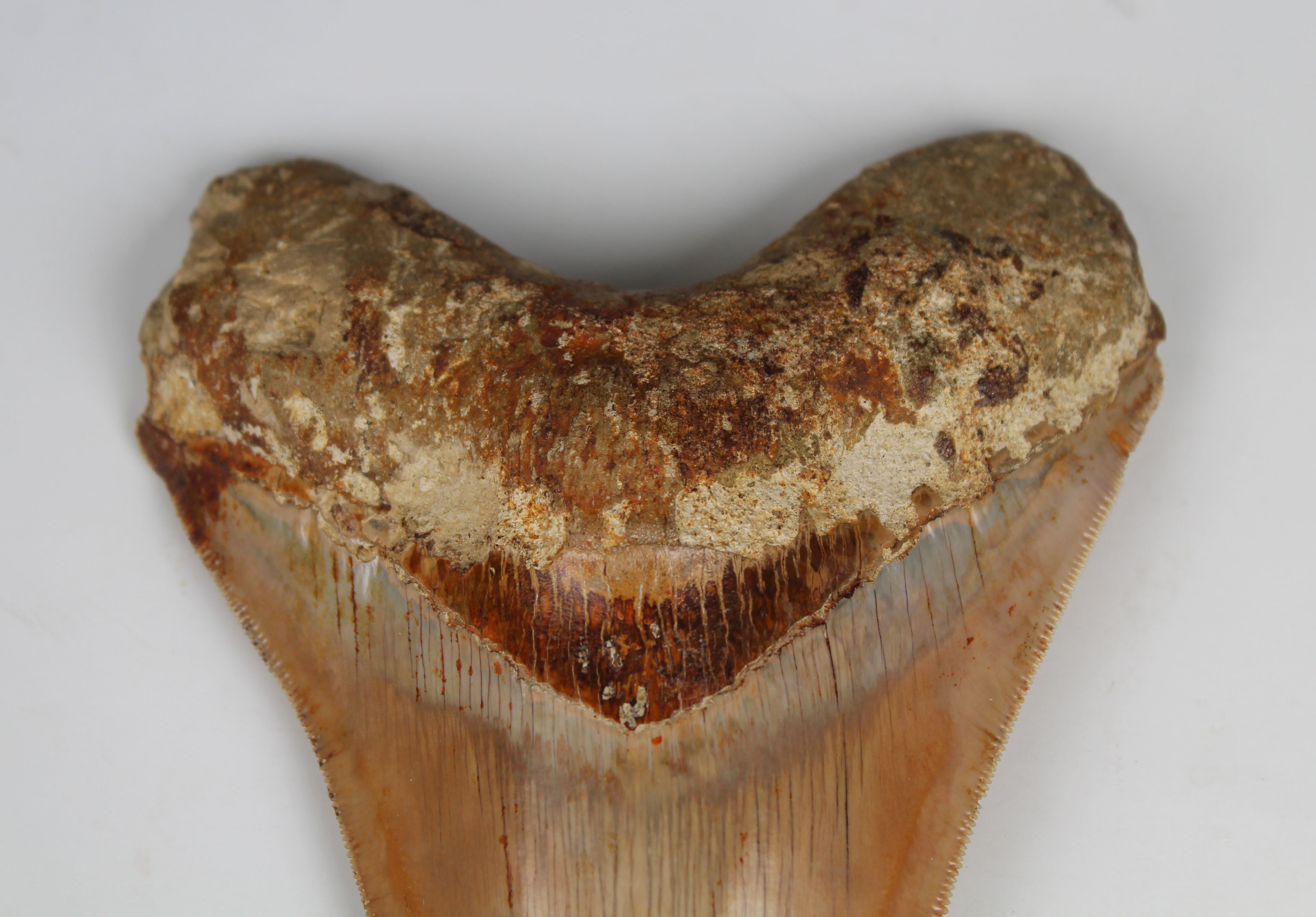 Megalodon Shark Tooth - Image 5 of 13