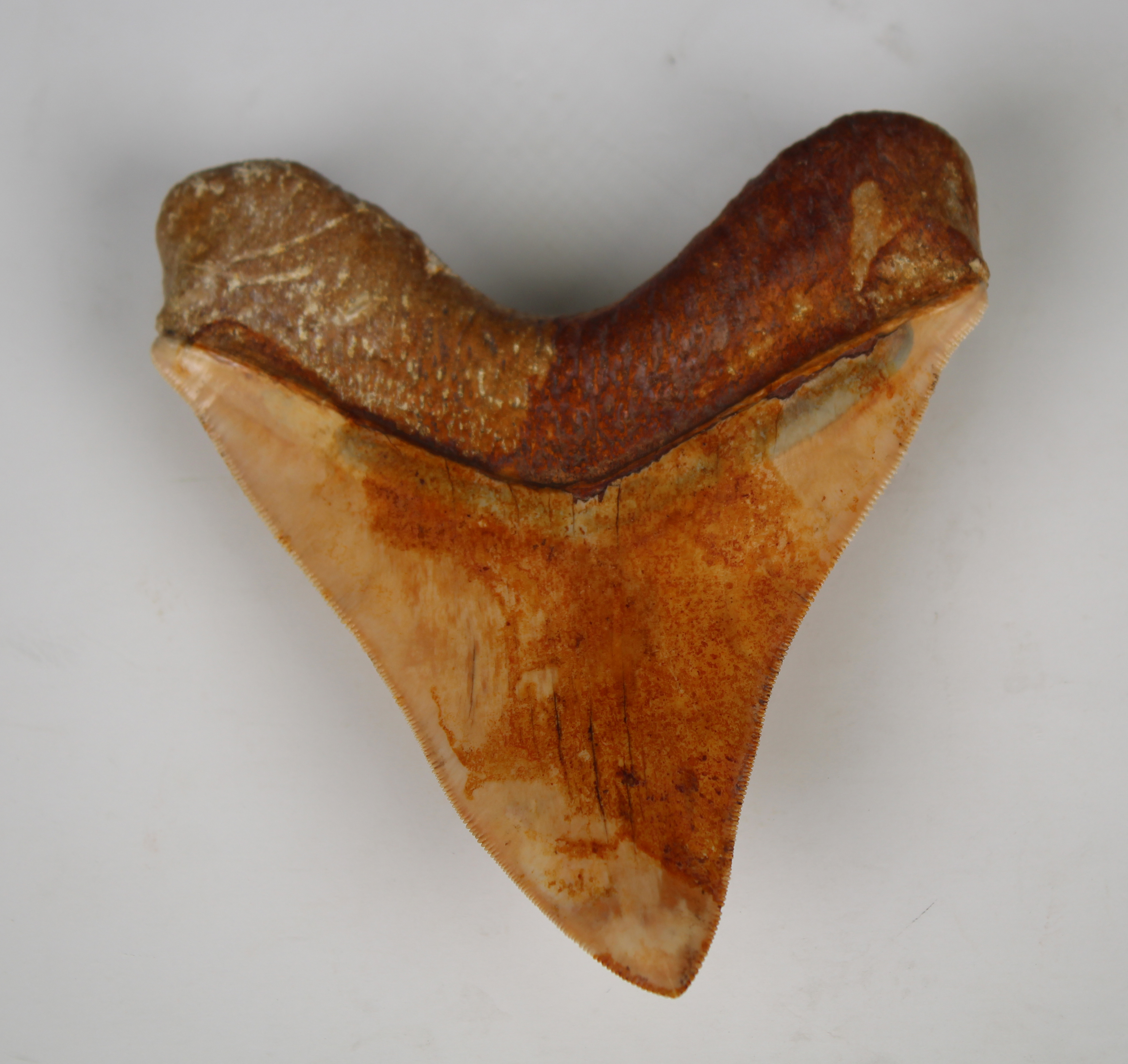 Megalodon Shark Tooth - Image 10 of 12