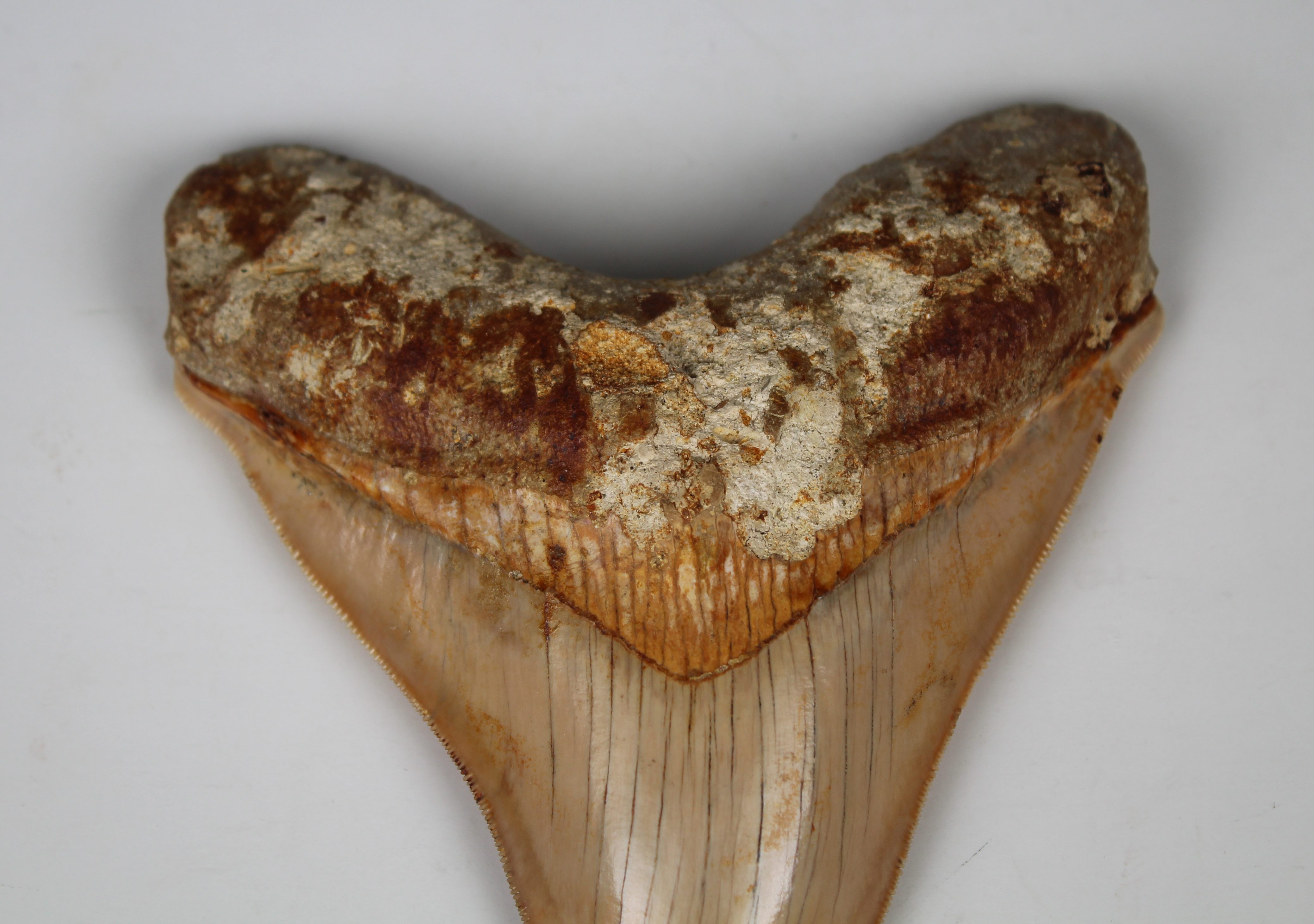 Megalodon Shark Tooth - Image 5 of 12