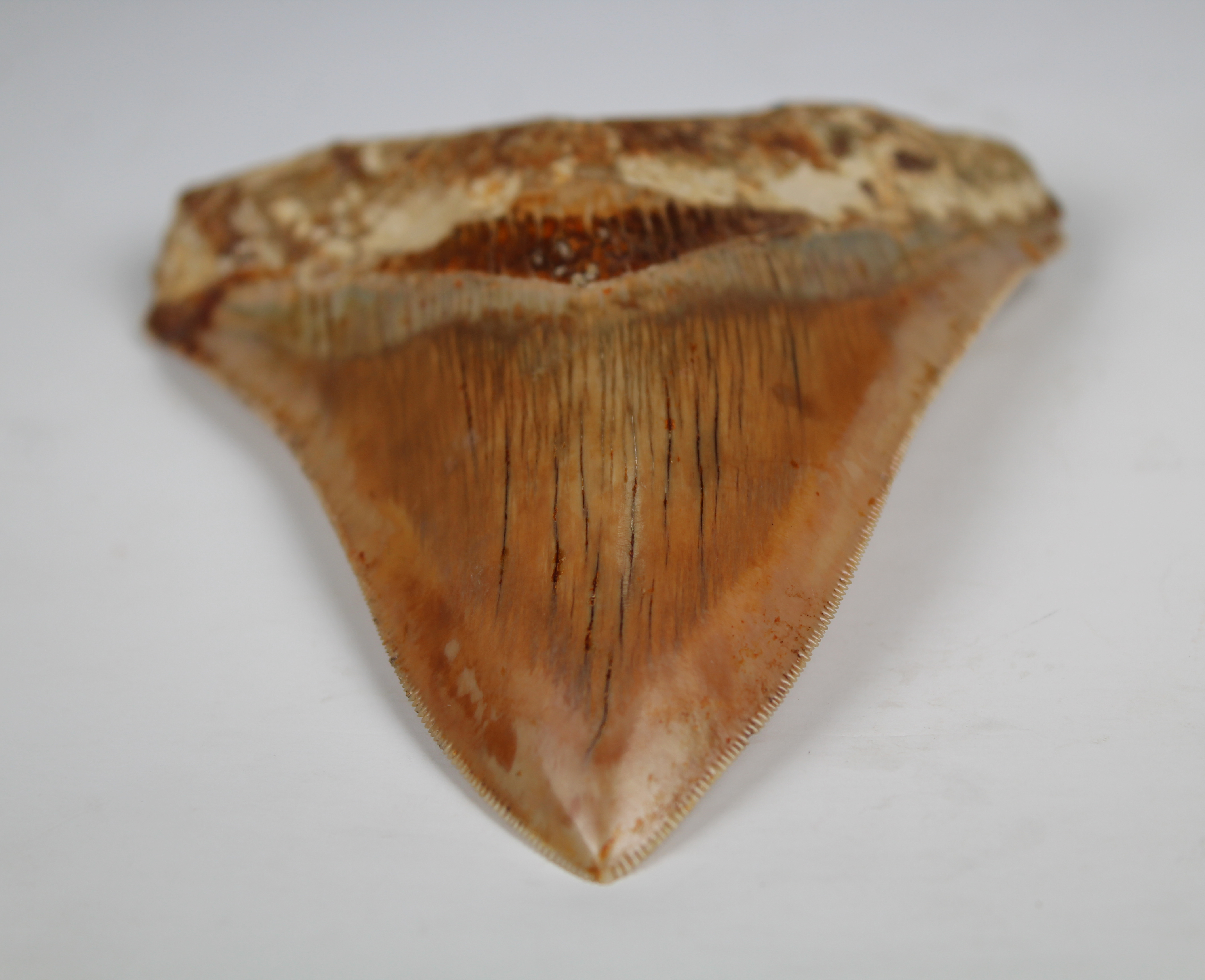 Megalodon Shark Tooth - Image 7 of 13