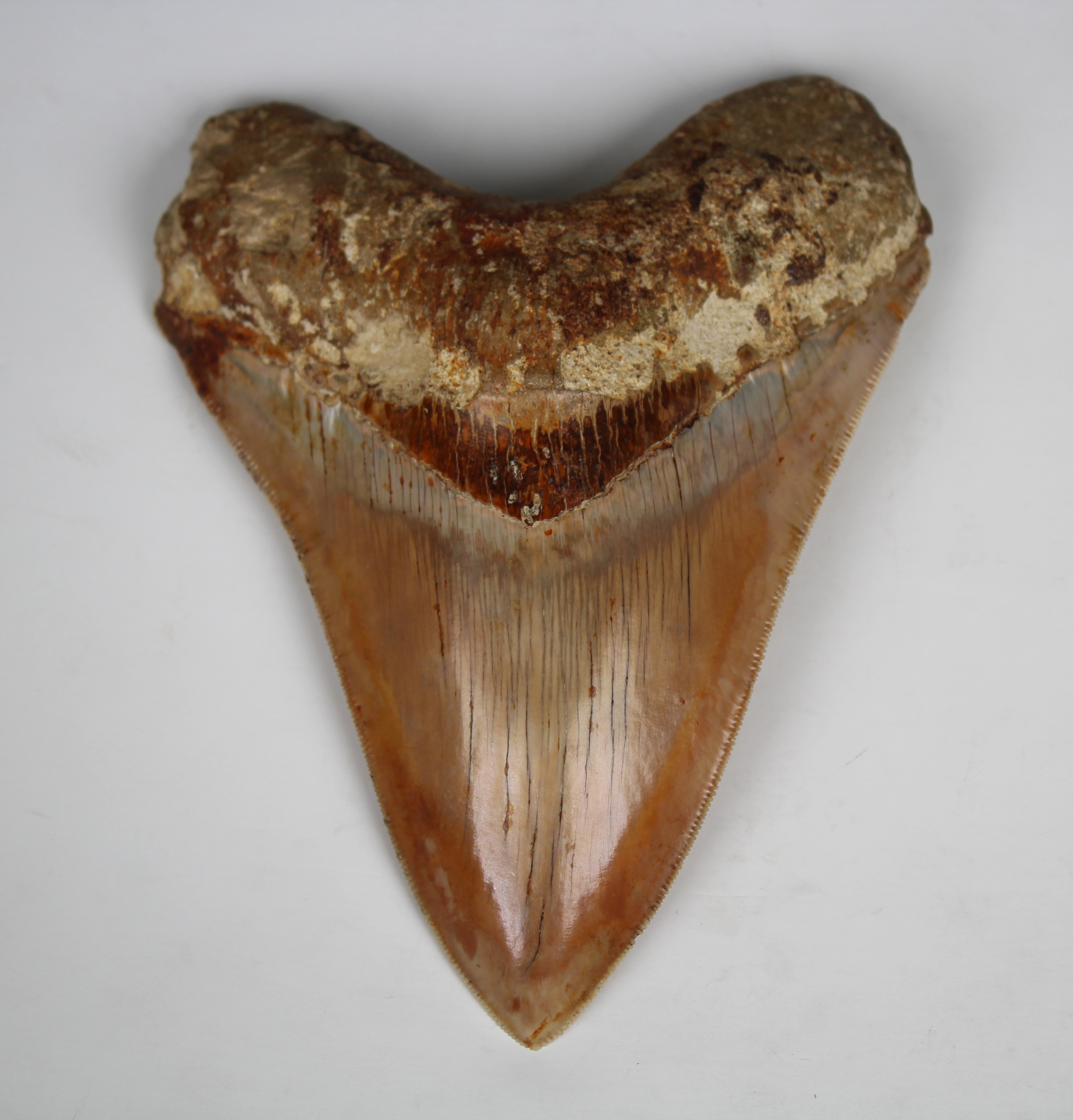 Megalodon Shark Tooth - Image 4 of 13