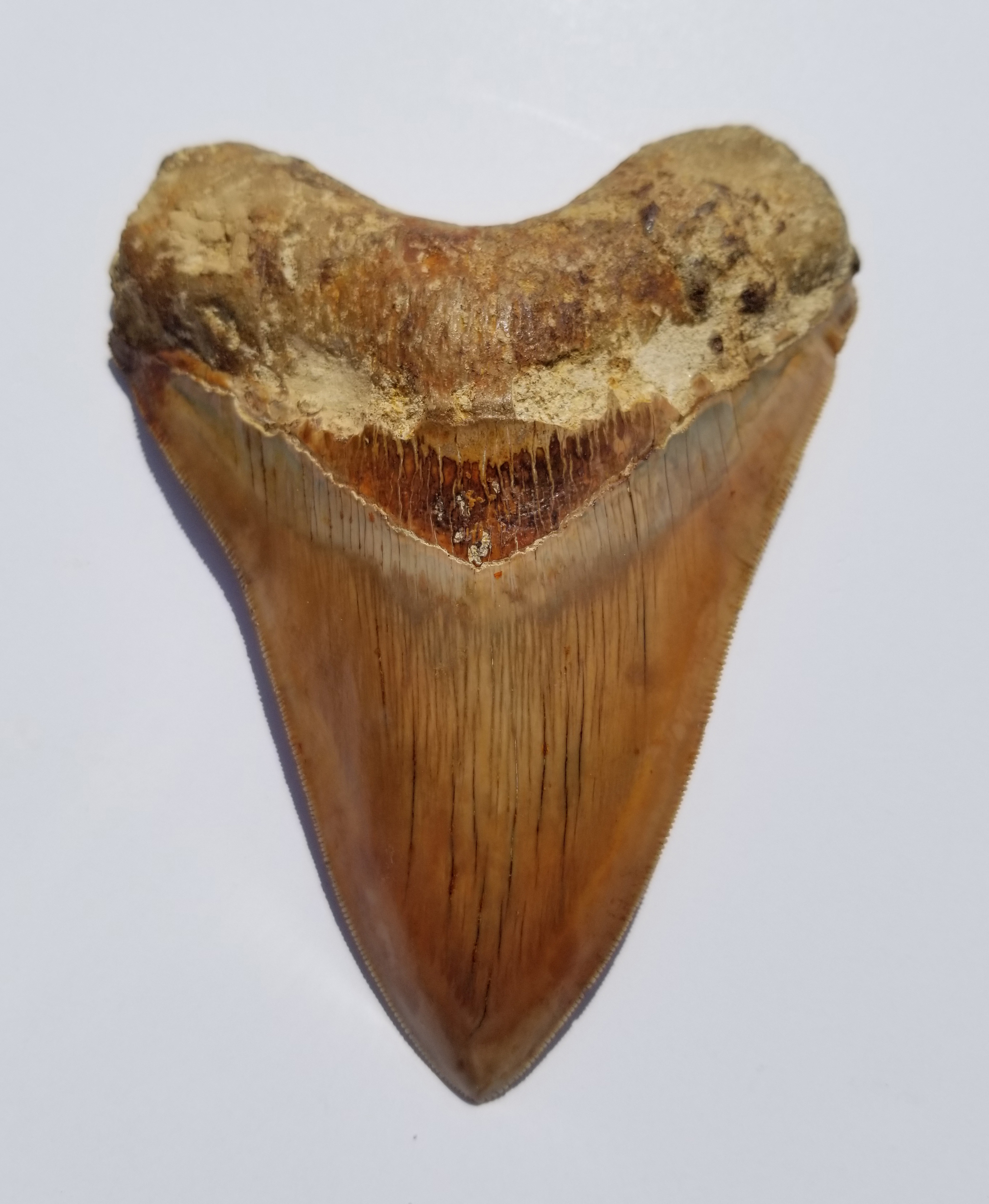 Megalodon Shark Tooth - Image 2 of 13