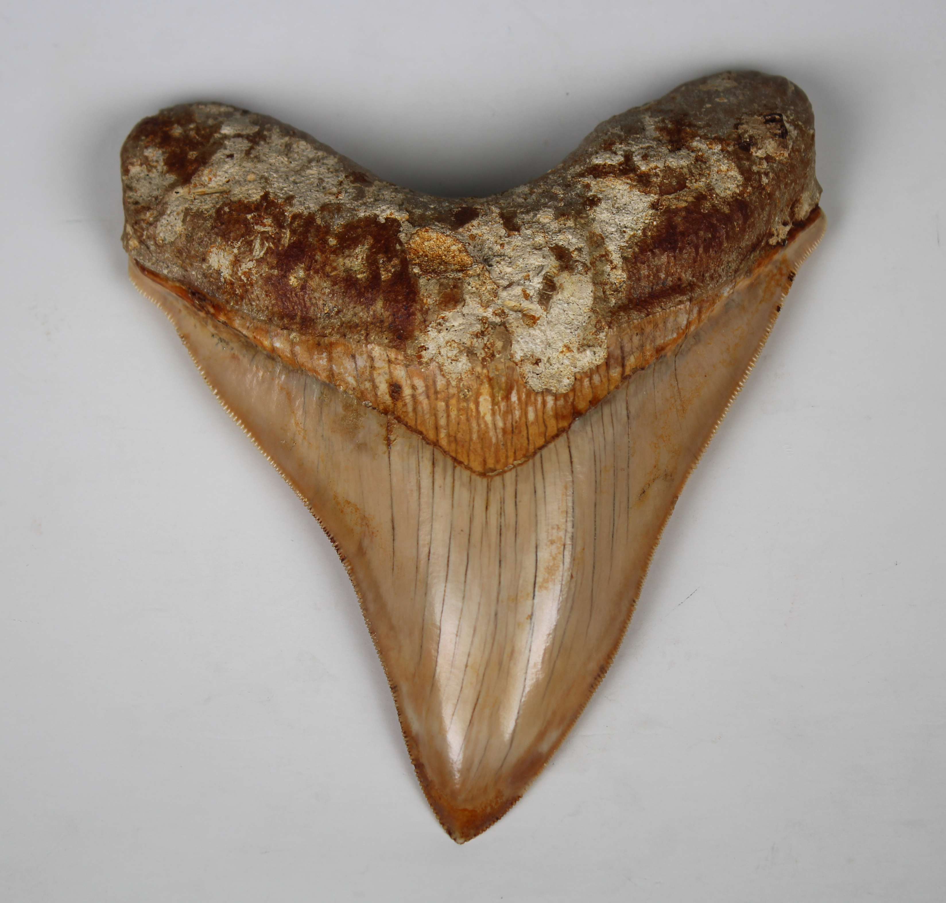Megalodon Shark Tooth - Image 4 of 12