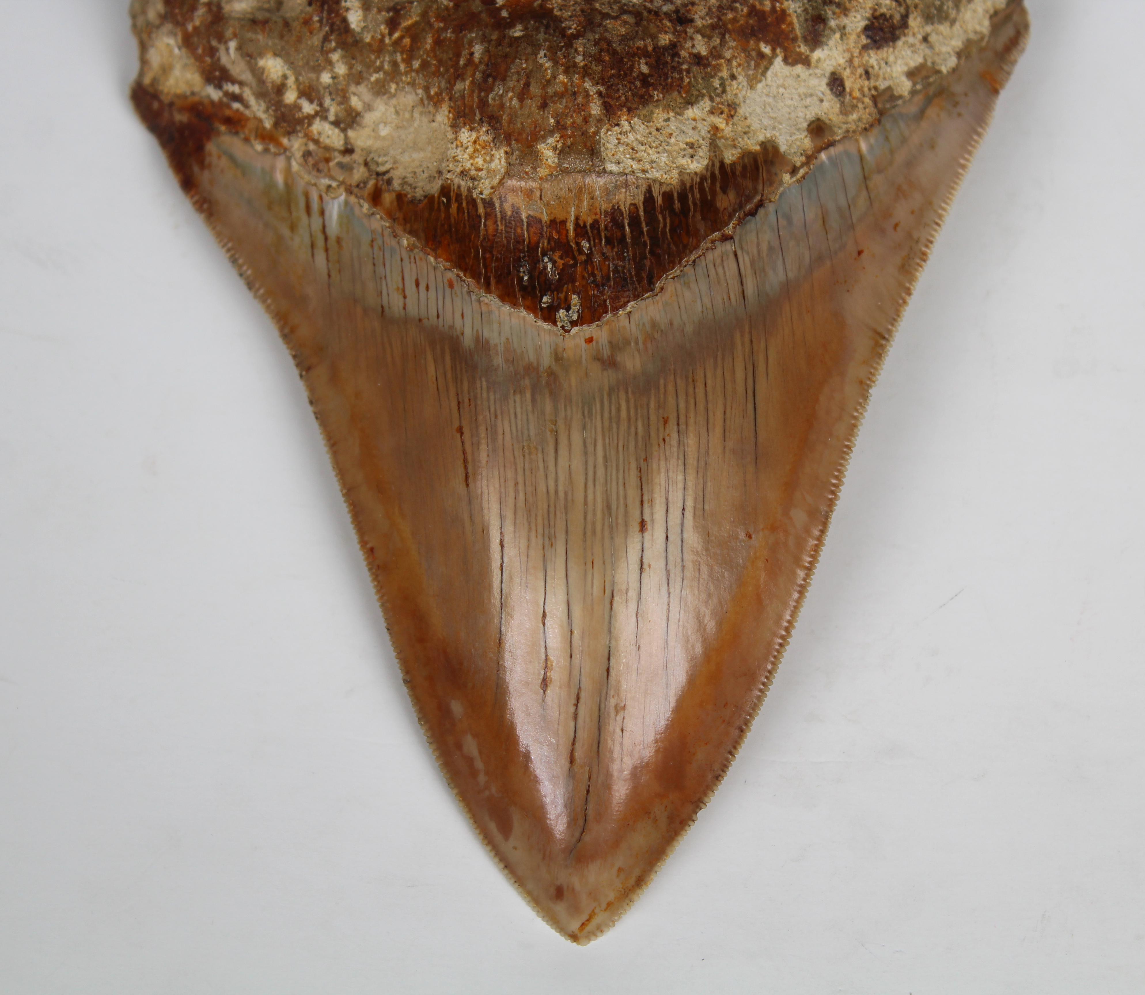 Megalodon Shark Tooth - Image 6 of 13