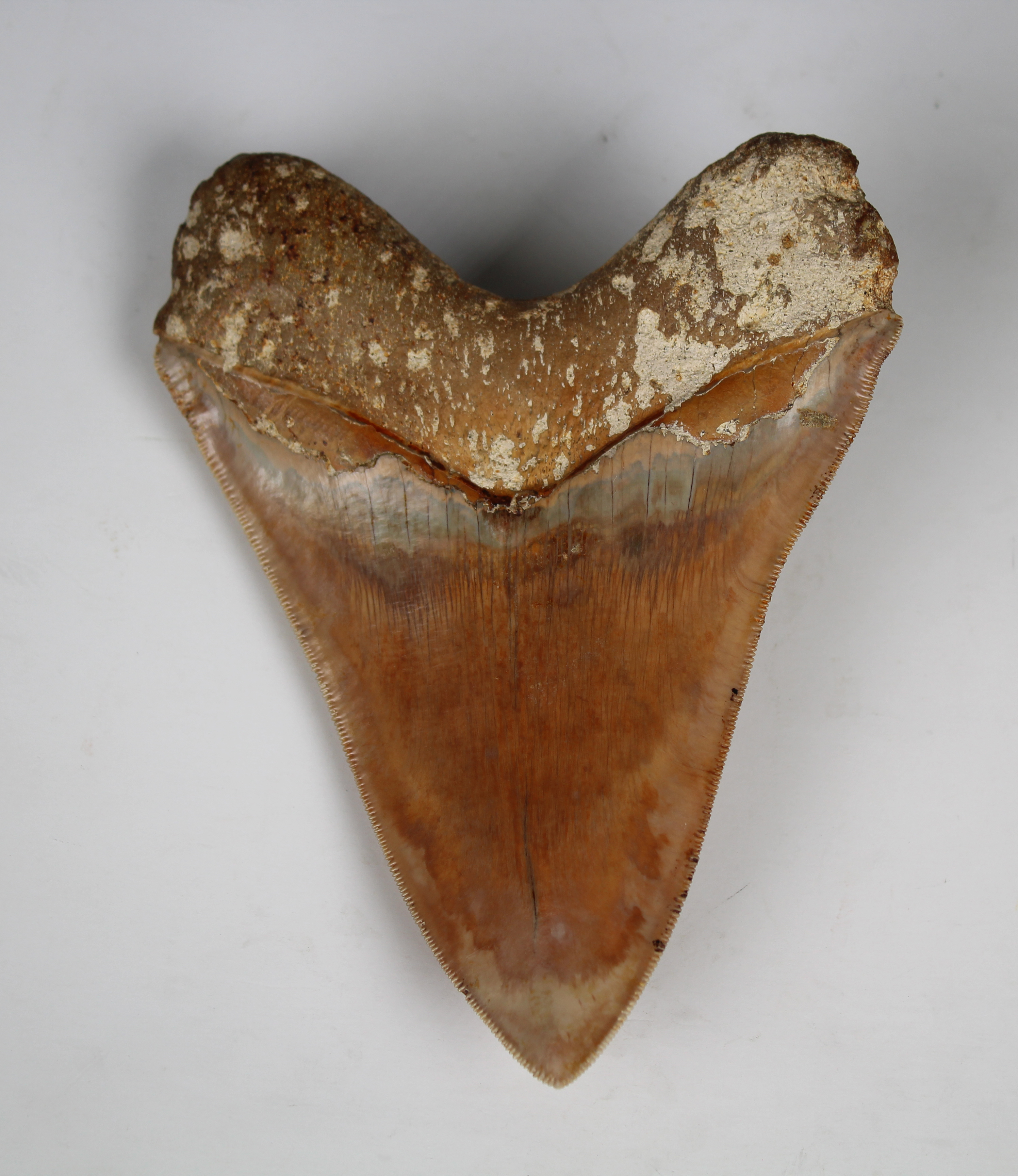 Megalodon Shark Tooth - Image 11 of 13