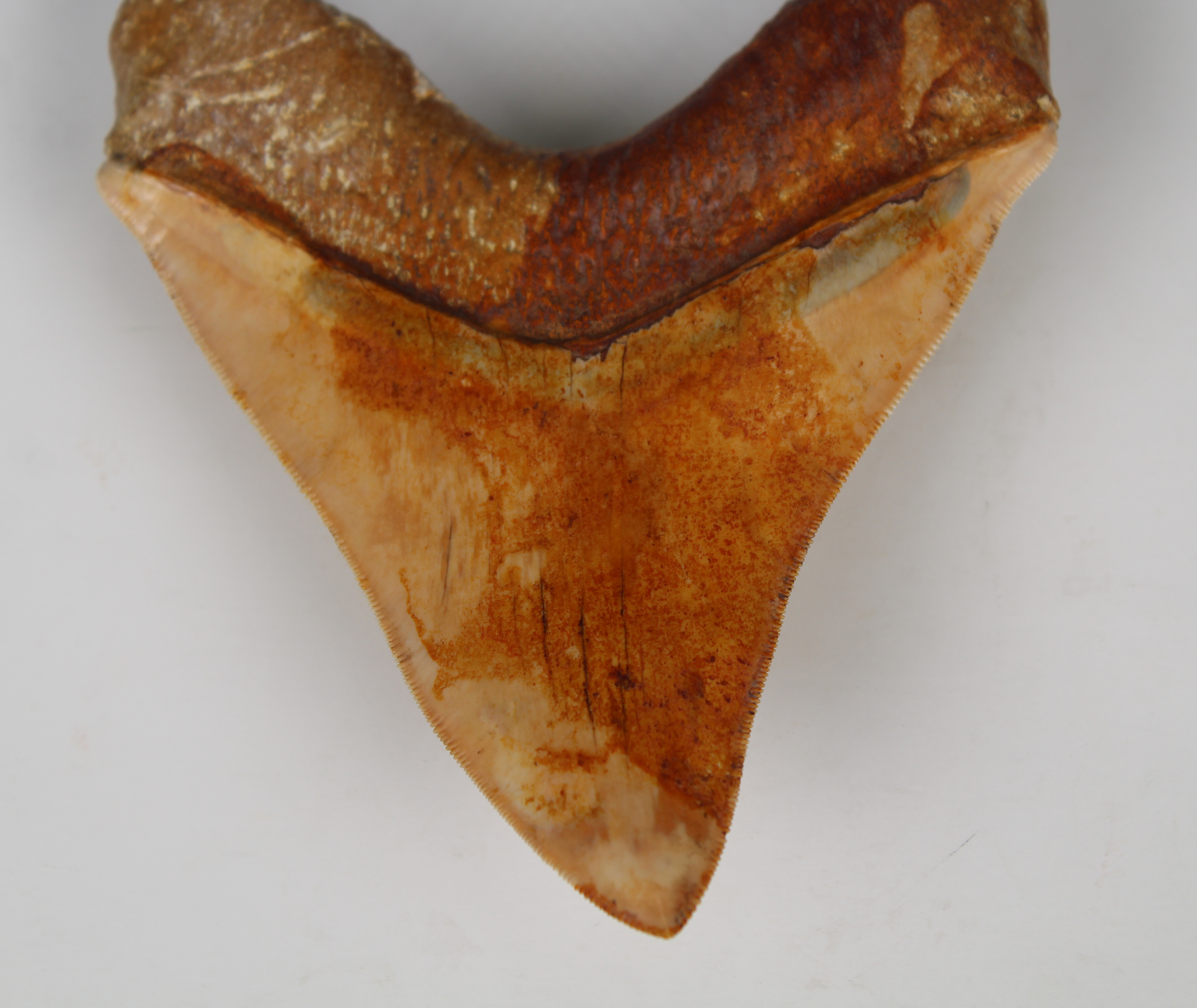 Megalodon Shark Tooth - Image 12 of 12