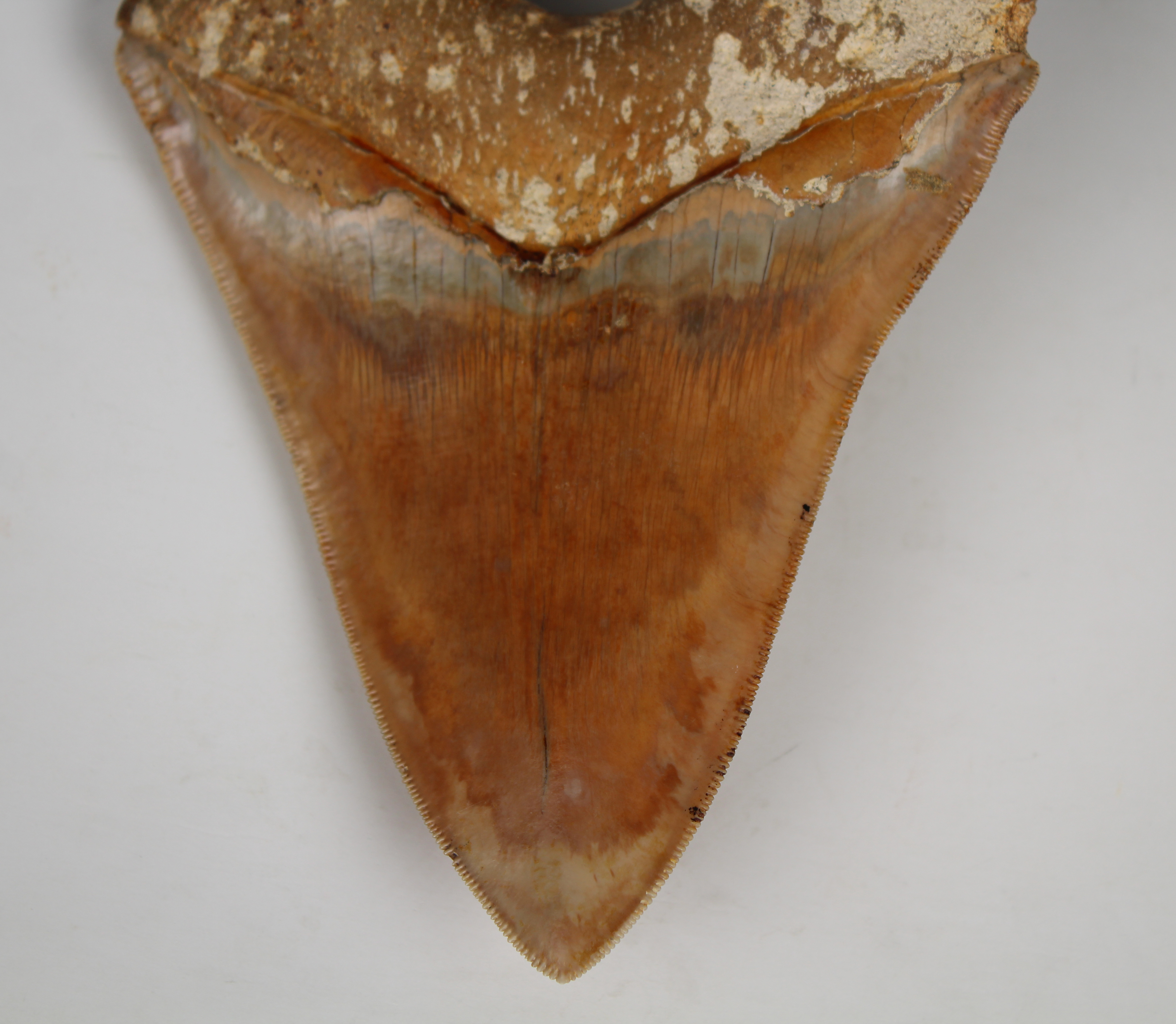 Megalodon Shark Tooth - Image 13 of 13