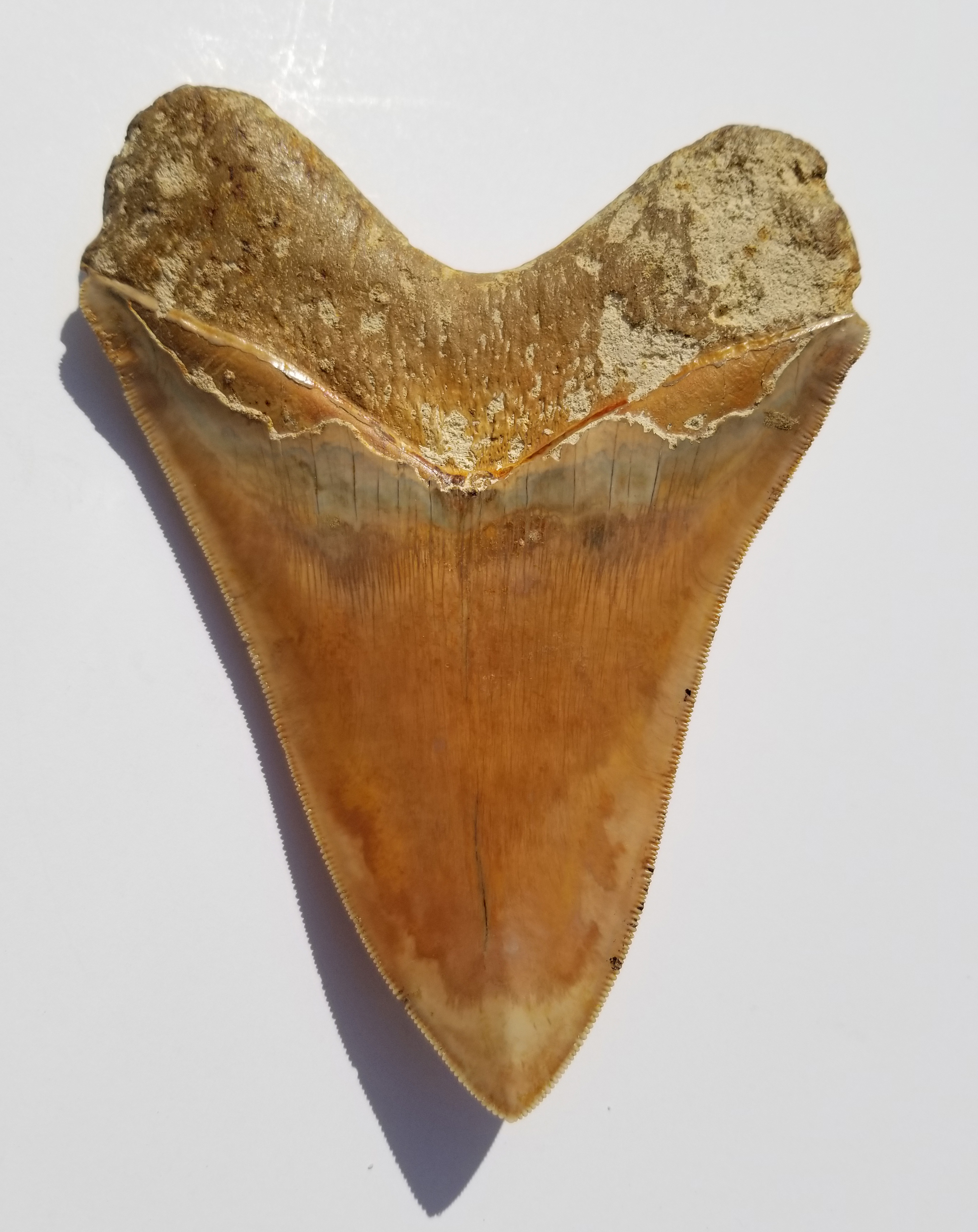 Megalodon Shark Tooth - Image 3 of 13