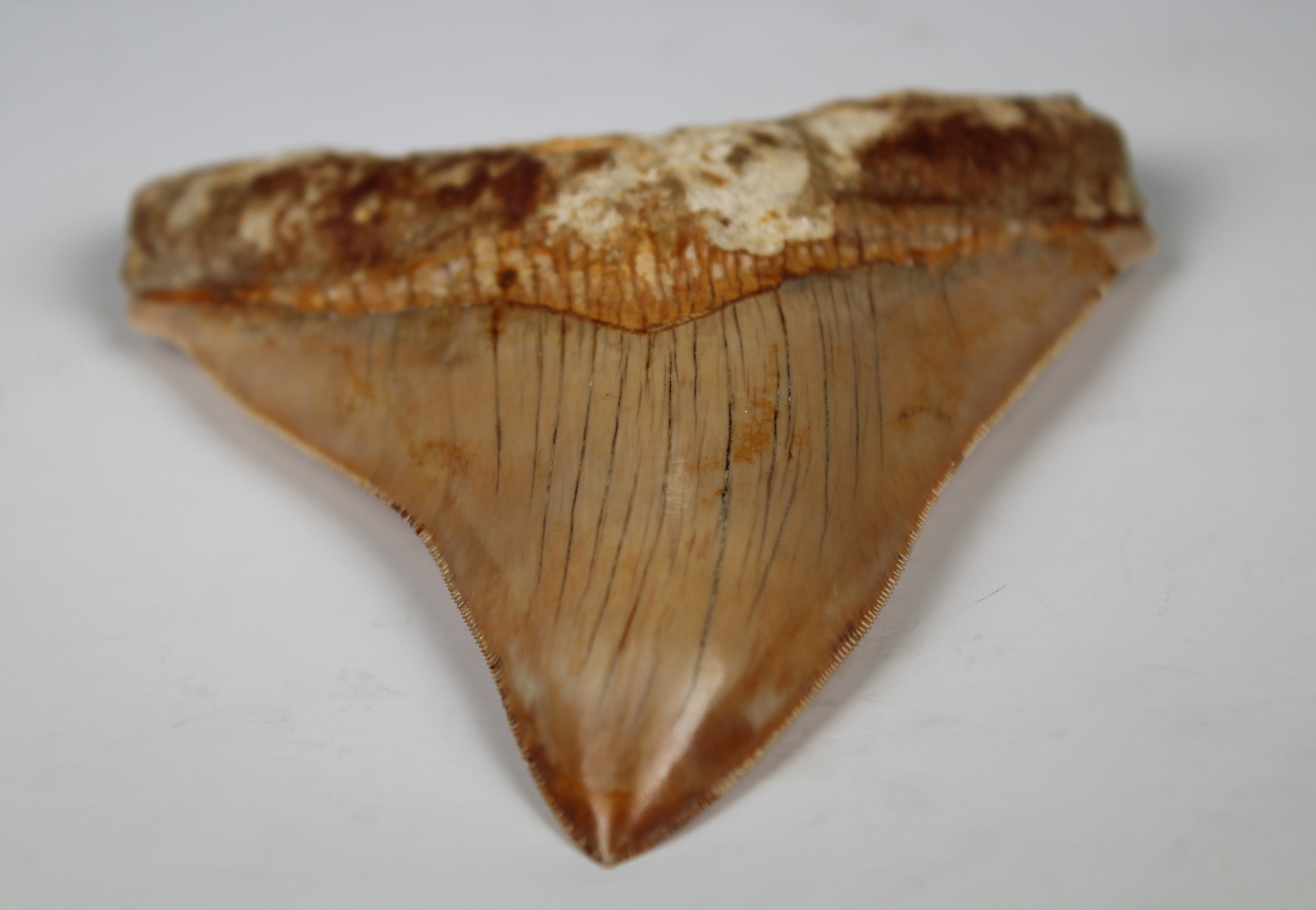 Megalodon Shark Tooth - Image 7 of 12