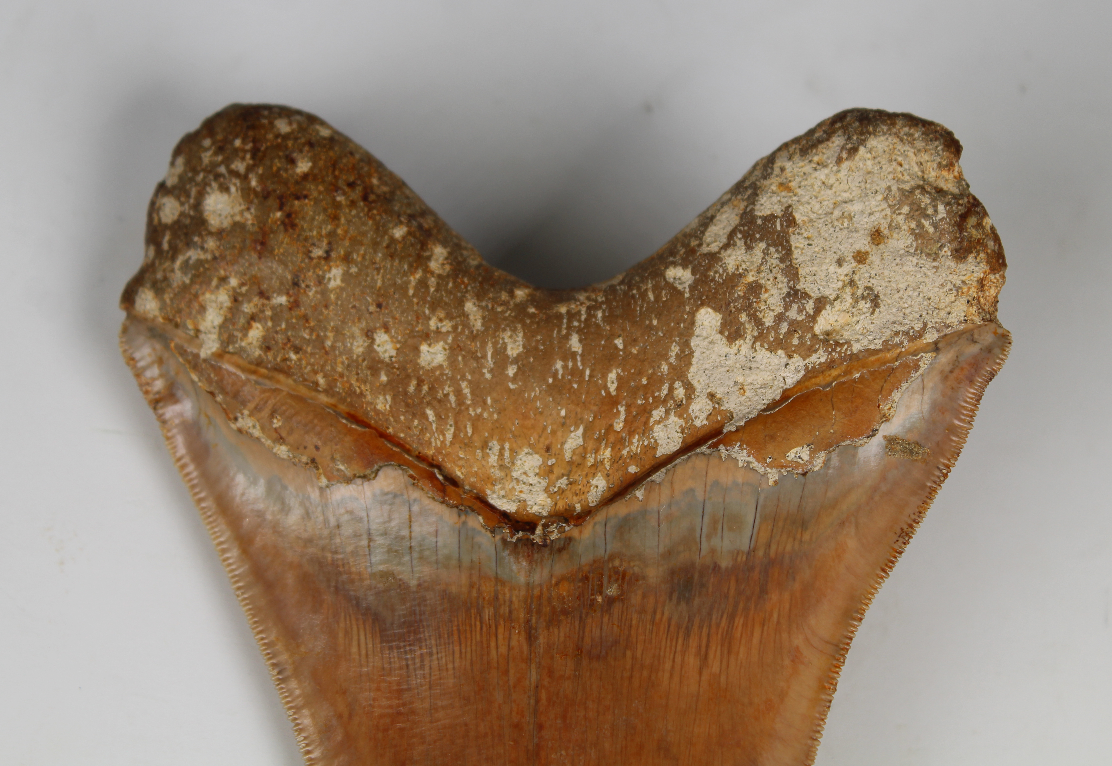 Megalodon Shark Tooth - Image 12 of 13