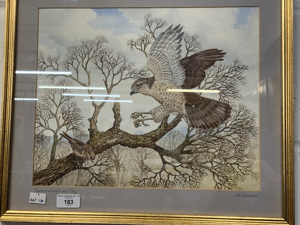 John B. Duggen: Watercolour, Sparrowhawk and sparrow. 14ins. x 11ins.