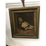 John Morrison c1875: Oil on canvas laid to board racing pigeon, signed and dated top left. Framed