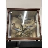 Taxidermy: Late 19th/early 20th cent. 3 Jays in a case with label on reverse, John Ough, 'Bird