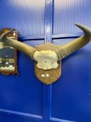 19th cent. Trophies: Water buffalo pair of horns attached to skullcap, mounted on carved oak shield.