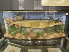 Taxidermy: Angling c1910 example of a Pike caught at Durston, near Taunton, Somerset by F. W.